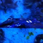 Ocean Blue Clovis XV Anastasia Bay / Julien Saudubray